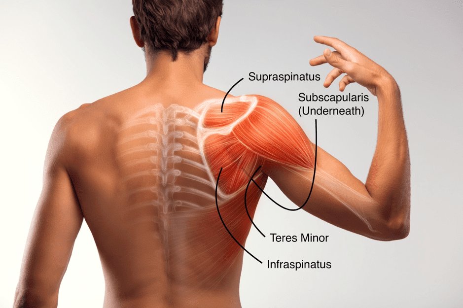 Rotator cuff — Comprehensive Shoulder Rehab in Brisbane: Your Guide to Rotator Cuff Recovery