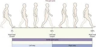 Gait Meaning Explained: Why the Way You Walk Depends on Core & Mobility
