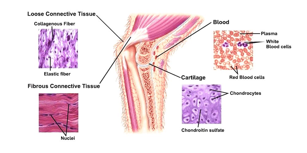 Connective tissue image — Unveiling Fascial Health: A Guide to Alleviating Hypermobility Discomfort