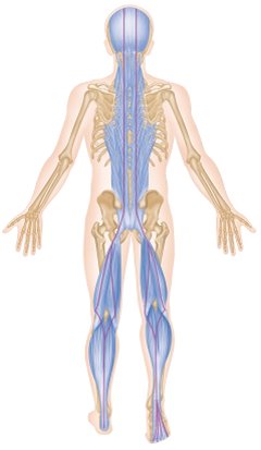 THE SUPERFICIAL BACK LINE