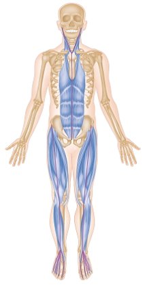 THE SUPERFICIAL FRONT LINE