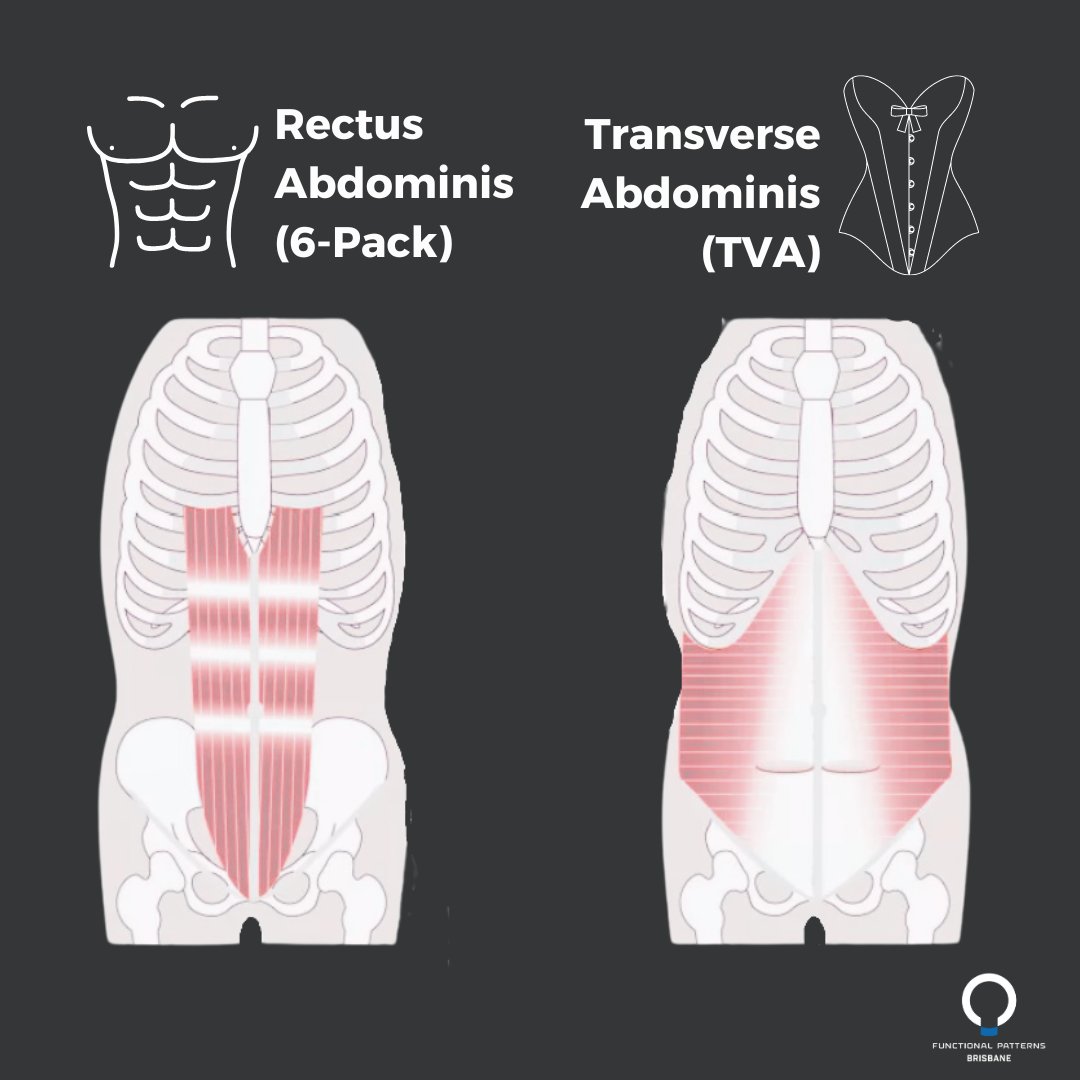 transverse Abdominis vs rectus abdominis