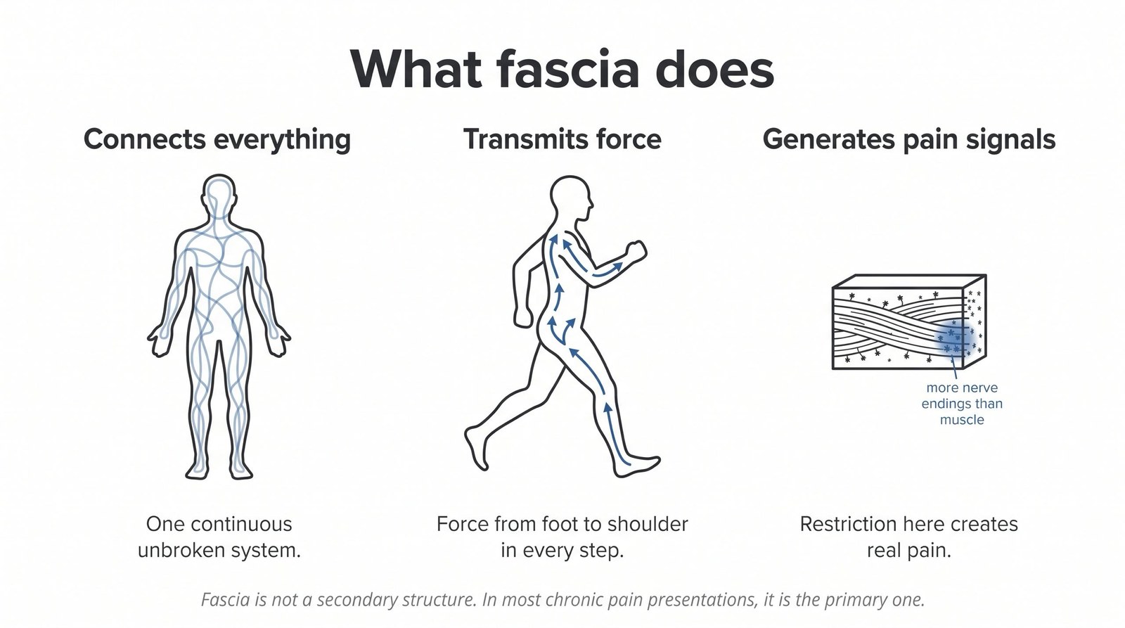 What Is Fascia: And Why It Matters More Than Muscle