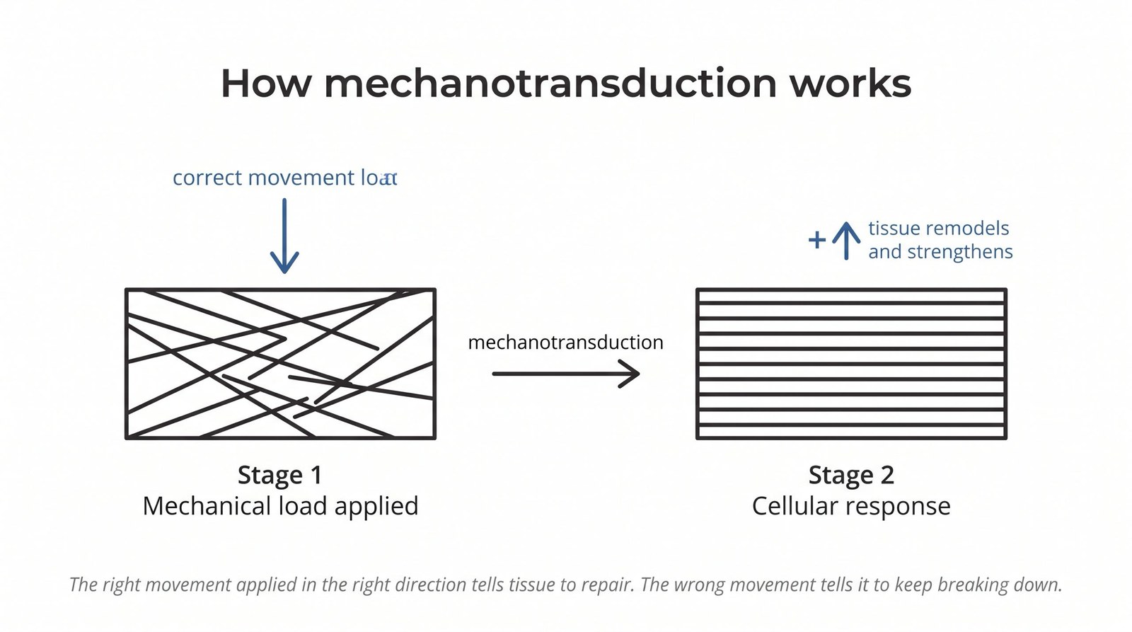 What Is Mechanotransduction — And Why It Changes Everything About Chronic Pain