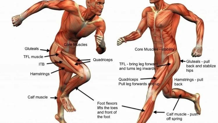 Understanding tfl injury 33n9fajsksp3m7quqbkm4q — Why Is My Tensor Fascia Lata (TFL) Always Tight